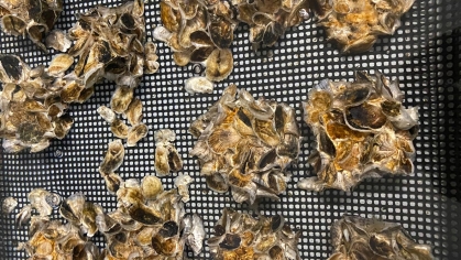 Image of oyster shells laid out